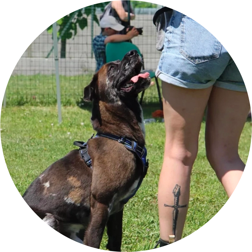 Éducation et Pension Canine à Cépie, Aude (11)