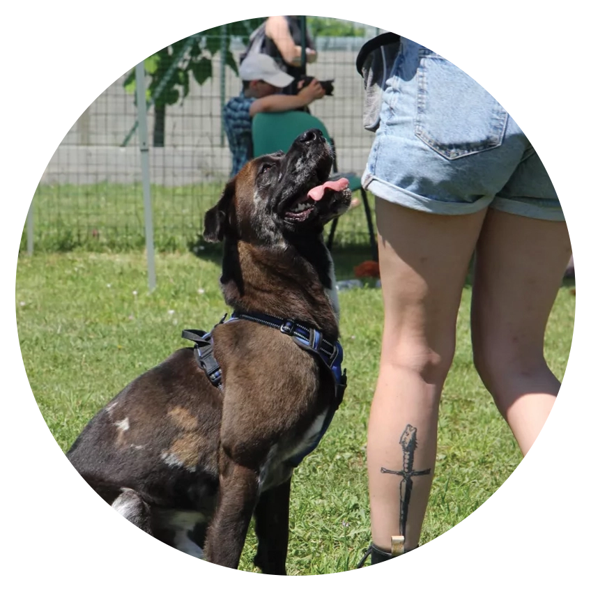 Éducation et Pension Canine à Cépie, Aude (11)