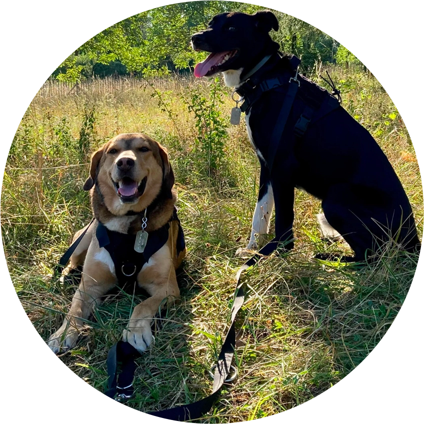 Séance d’éducation canine personnalisée avec un chien à Cépie (Aude, 11)
