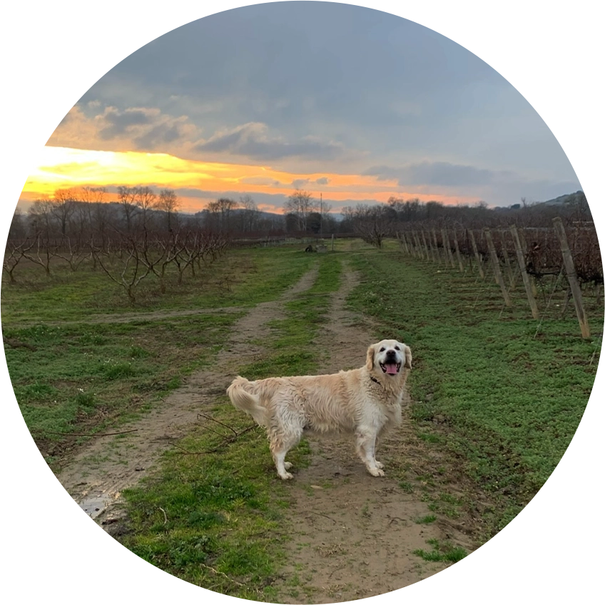 Éducation et Pension Canine à Cepie, Aude (11)