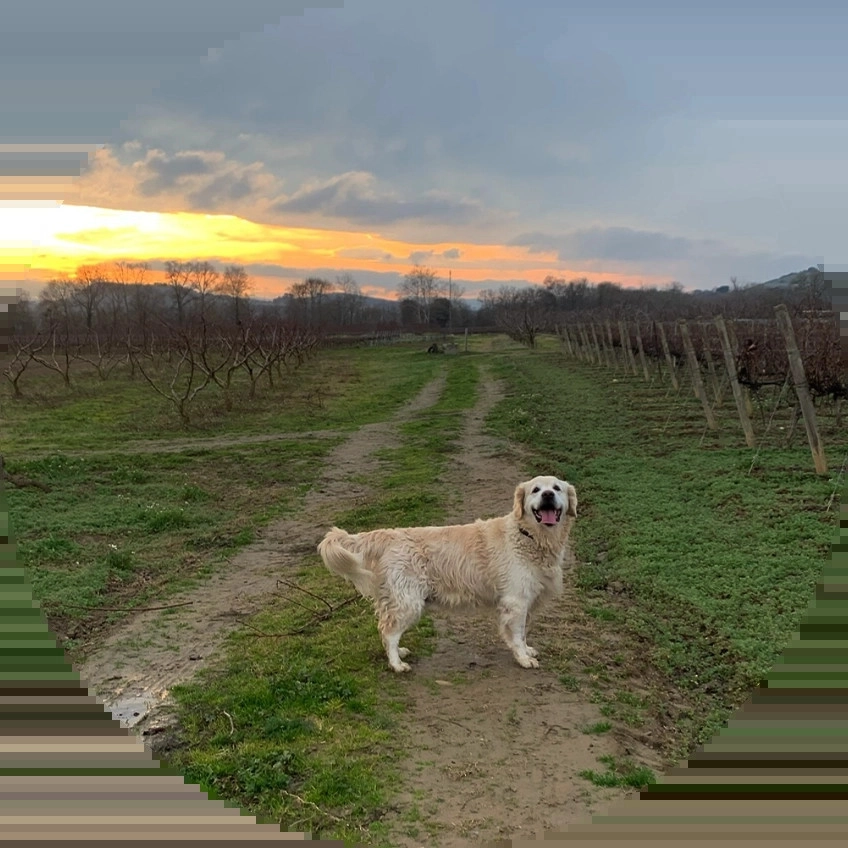 Éducation et Pension Canine à Cepie, Aude (11)